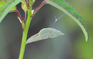 Sleepy Orange chyrsalis